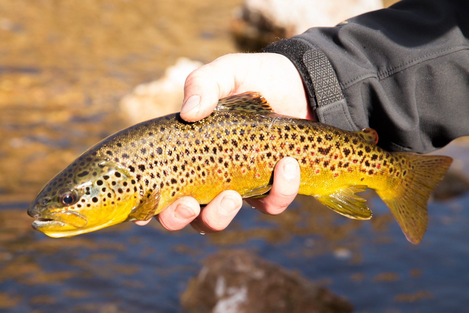 free fishing day