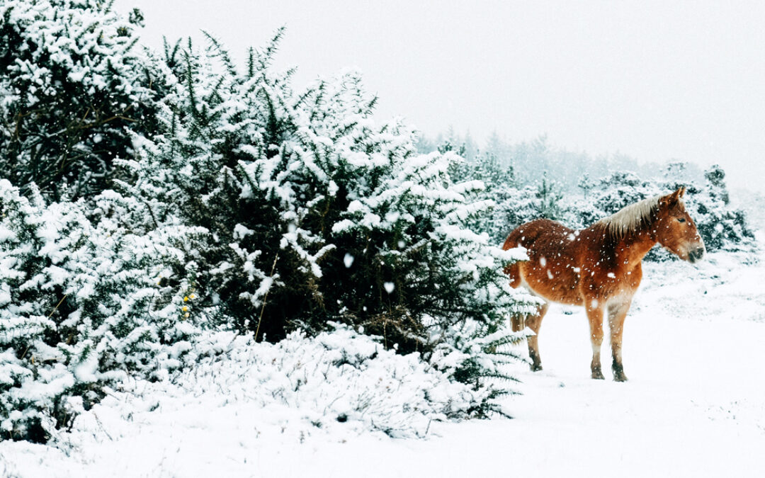 Such a Magical Time of Year in the Eastern Sierra!