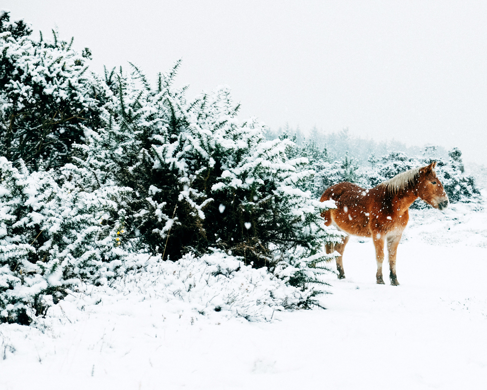 Merry Christmas & Happy New Year!