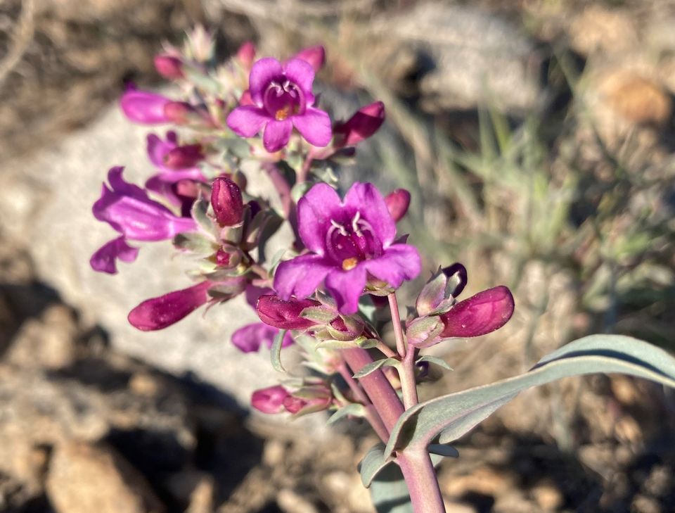 wildflower walk Lundy Canyon