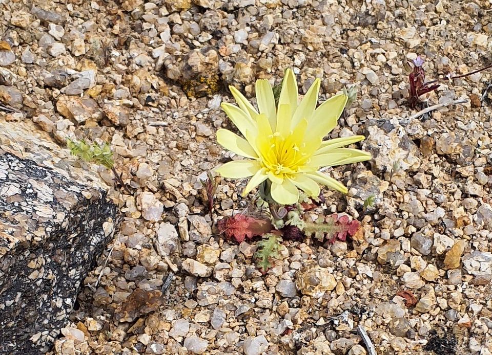 wildflower walk