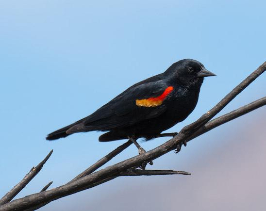 sunset bird walk