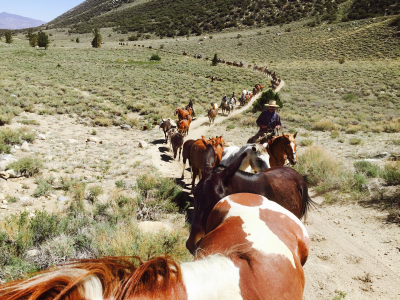 fall horse drive